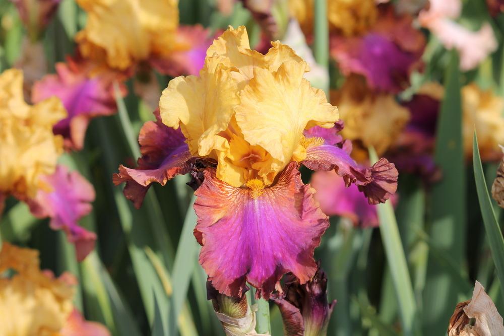 Photo of Tall Bearded Iris (Iris 'Class Clown') uploaded by ARUBA1334