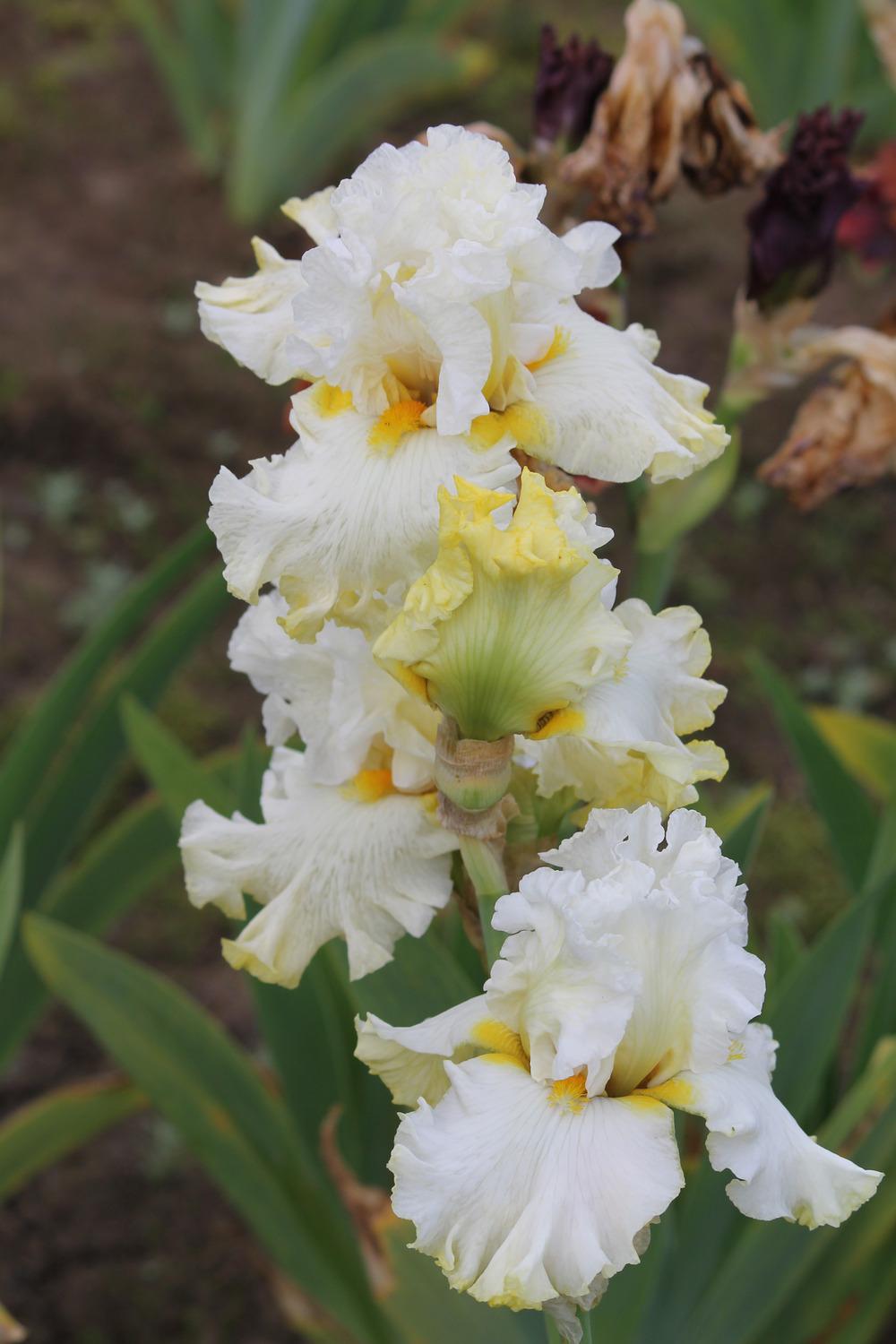 Photo of Tall Bearded Iris (Iris 'Wedding Kiss') uploaded by ARUBA1334