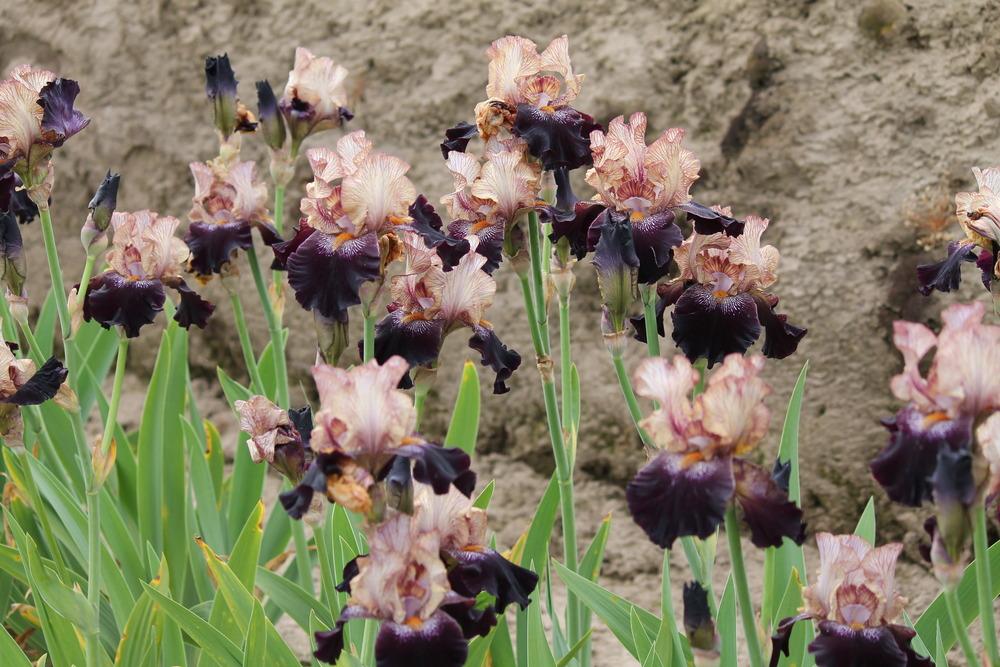 Photo of Tall Bearded Iris (Iris 'Action Packed') uploaded by ARUBA1334