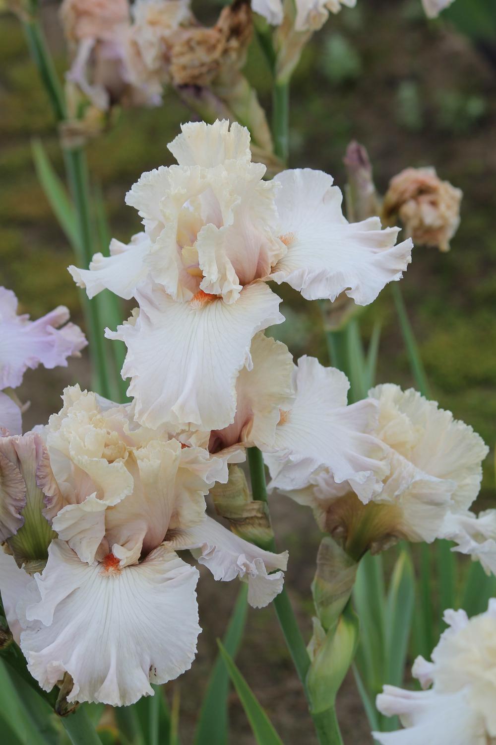 Photo of Tall Bearded Iris (Iris 'Softly Waiting') uploaded by ARUBA1334