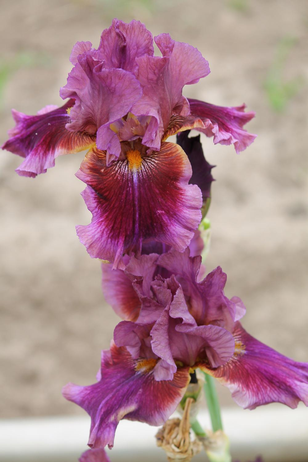 Photo of Tall Bearded Iris (Iris 'Gaudy Is Good') uploaded by ARUBA1334