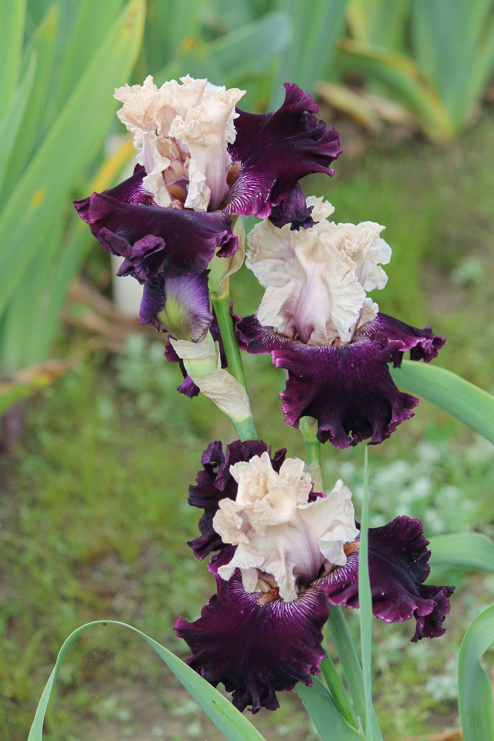 Photo of Tall Bearded Iris (Iris 'Gates of Rome') uploaded by ARUBA1334