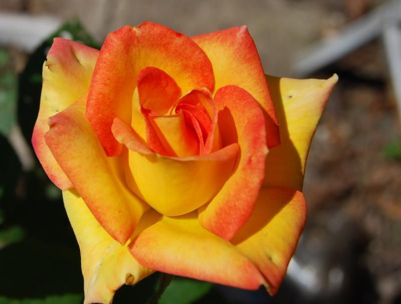 Photo of Rose (Rosa 'Red Gold') uploaded by Cinta