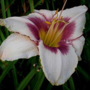 Photo Courtesy of A-1 Daylilies. Used with Permission.