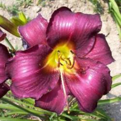 
Photo Courtesy of A-1 Daylilies. Used with Permission.