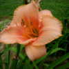 Photo Courtesy of A-1 Daylilies. Used with Permission.