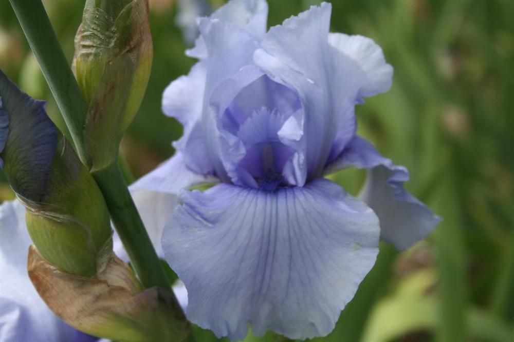 Photo of Tall Bearded Iris (Iris 'Continuity') uploaded by KentPfeiffer