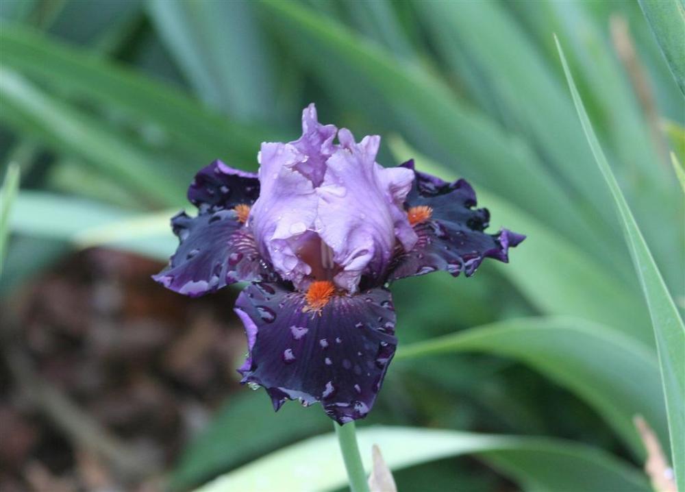 Photo of Tall Bearded Iris (Iris 'Disguise') uploaded by KentPfeiffer