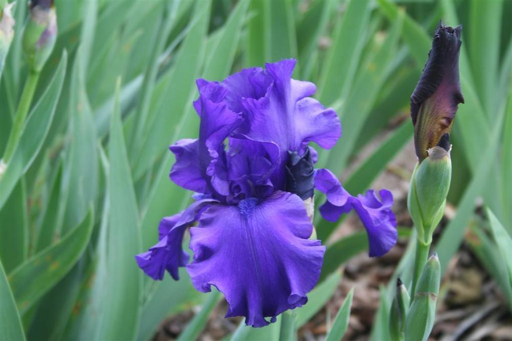 Photo of Tall Bearded Iris (Iris 'Dusky Challenger') uploaded by KentPfeiffer