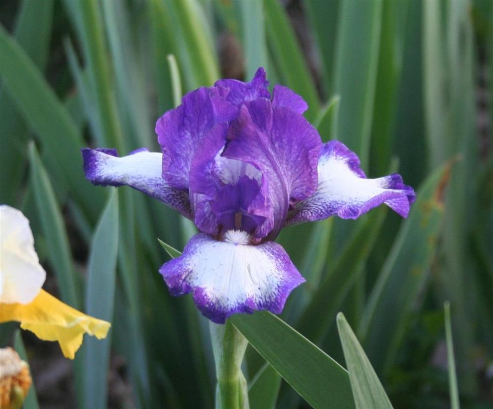 Photo of Intermediate Bearded Iris (Iris 'Cee Jay') uploaded by KentPfeiffer