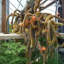 Location: Indiana  Zone 5
Date: 2012-05-22
growing in a greenhouse