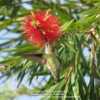 #Pollination - Female Ruby-throated Hummingbird enjoying nectar.