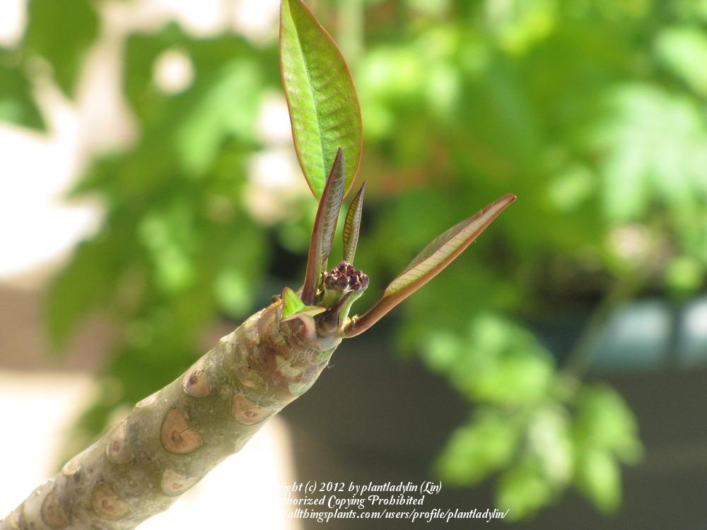 Photo of Plumerias (Plumeria) uploaded by plantladylin