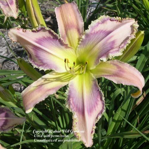 Photo of Daylily (Hemerocallis 'Entwined in the Vine') uploaded by vic