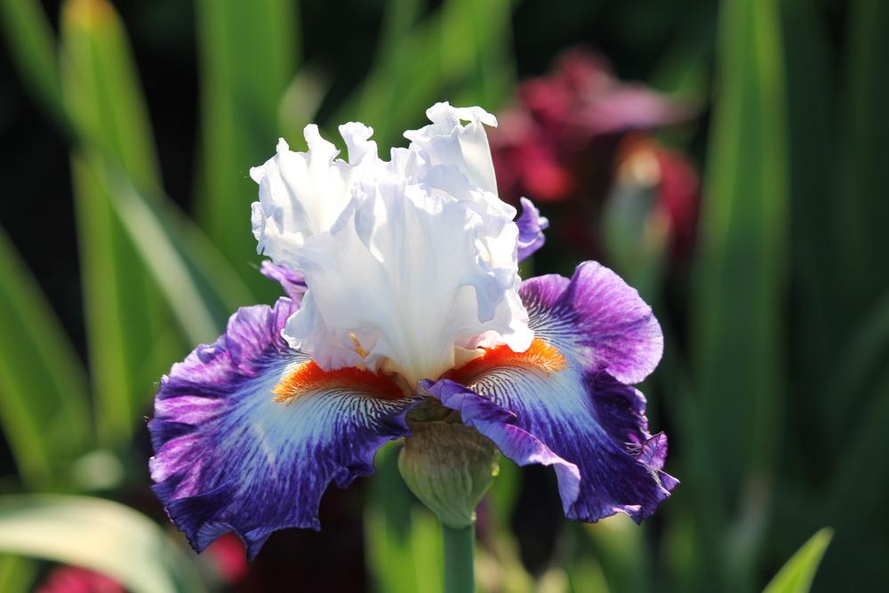 Photo of Tall Bearded Iris (Iris 'Gypsy Lord') uploaded by ARUBA1334