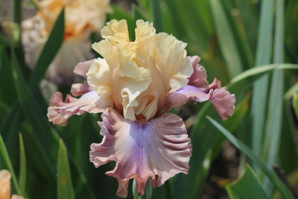 Photo of Tall Bearded Iris (Iris 'Show Your Colours') uploaded by ARUBA1334