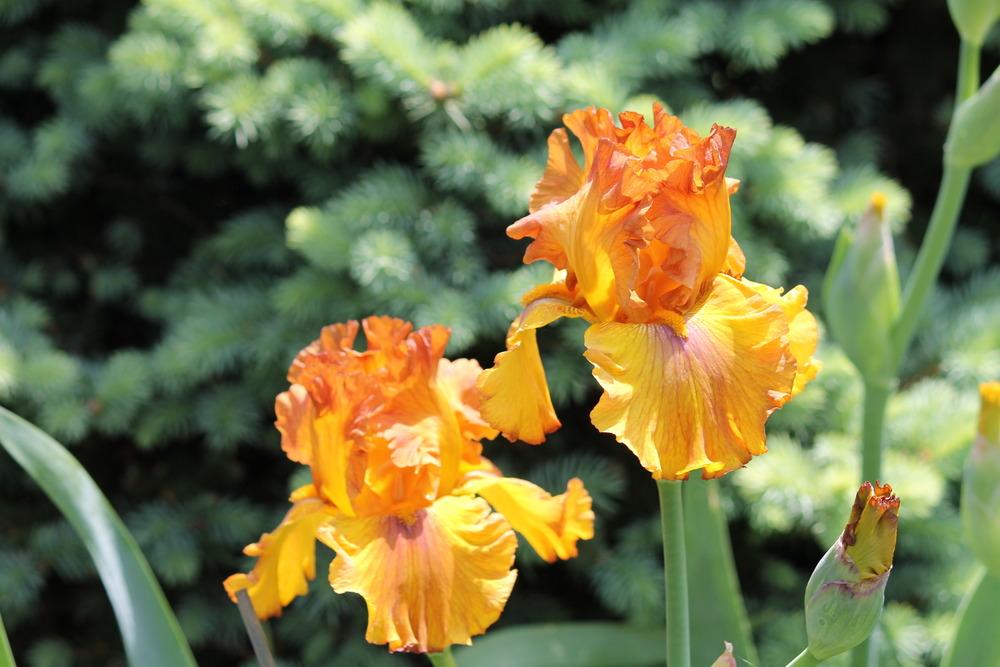 Photo of Tall Bearded Iris (Iris 'Spice Trader') uploaded by ARUBA1334