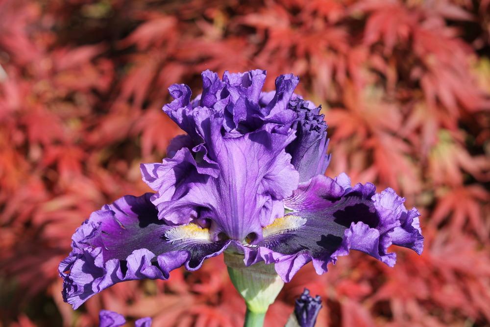Photo of Tall Bearded Iris (Iris 'Serena Louisa') uploaded by ARUBA1334