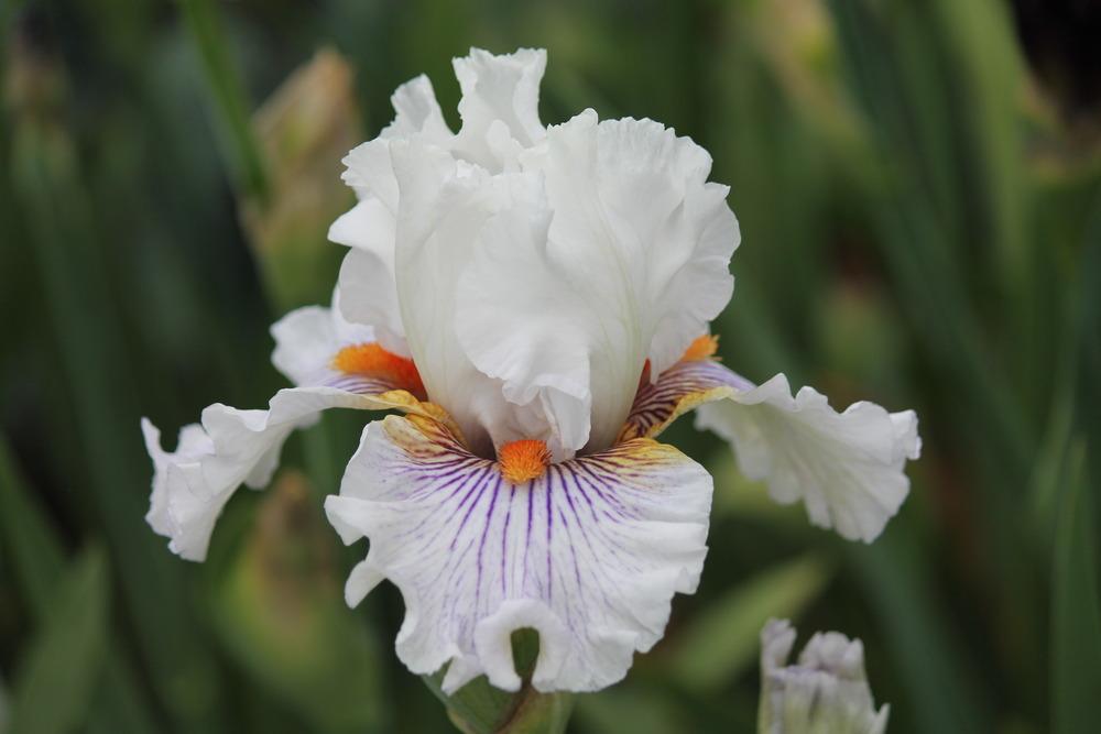 Photo of Tall Bearded Iris (Iris 'Hysteria') uploaded by ARUBA1334