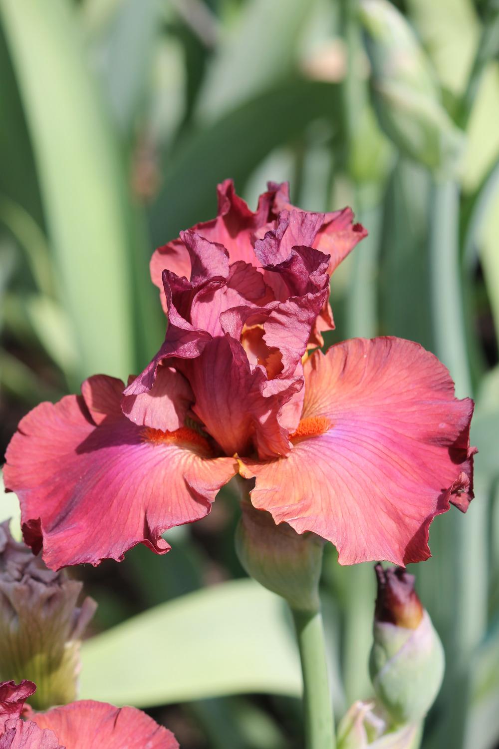 Photo of Tall Bearded Iris (Iris 'Popstar') uploaded by ARUBA1334