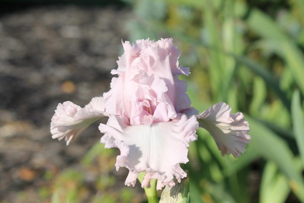 Photo of Tall Bearded Iris (Iris 'Bejeweled') uploaded by ARUBA1334