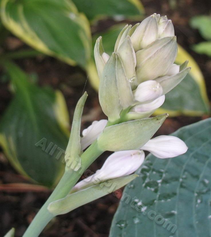 Photo of Hosta 'Ice Age Trail' uploaded by ViolaAnn