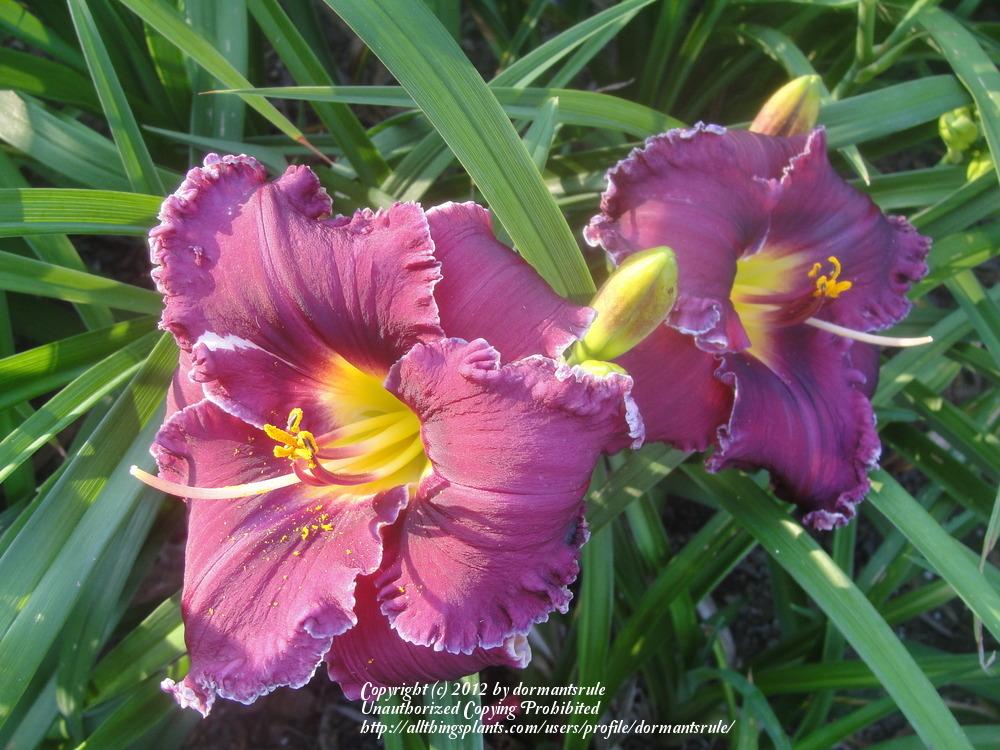 Photo of Daylily (Hemerocallis 'Purple Pashmina') uploaded by dormantsrule
