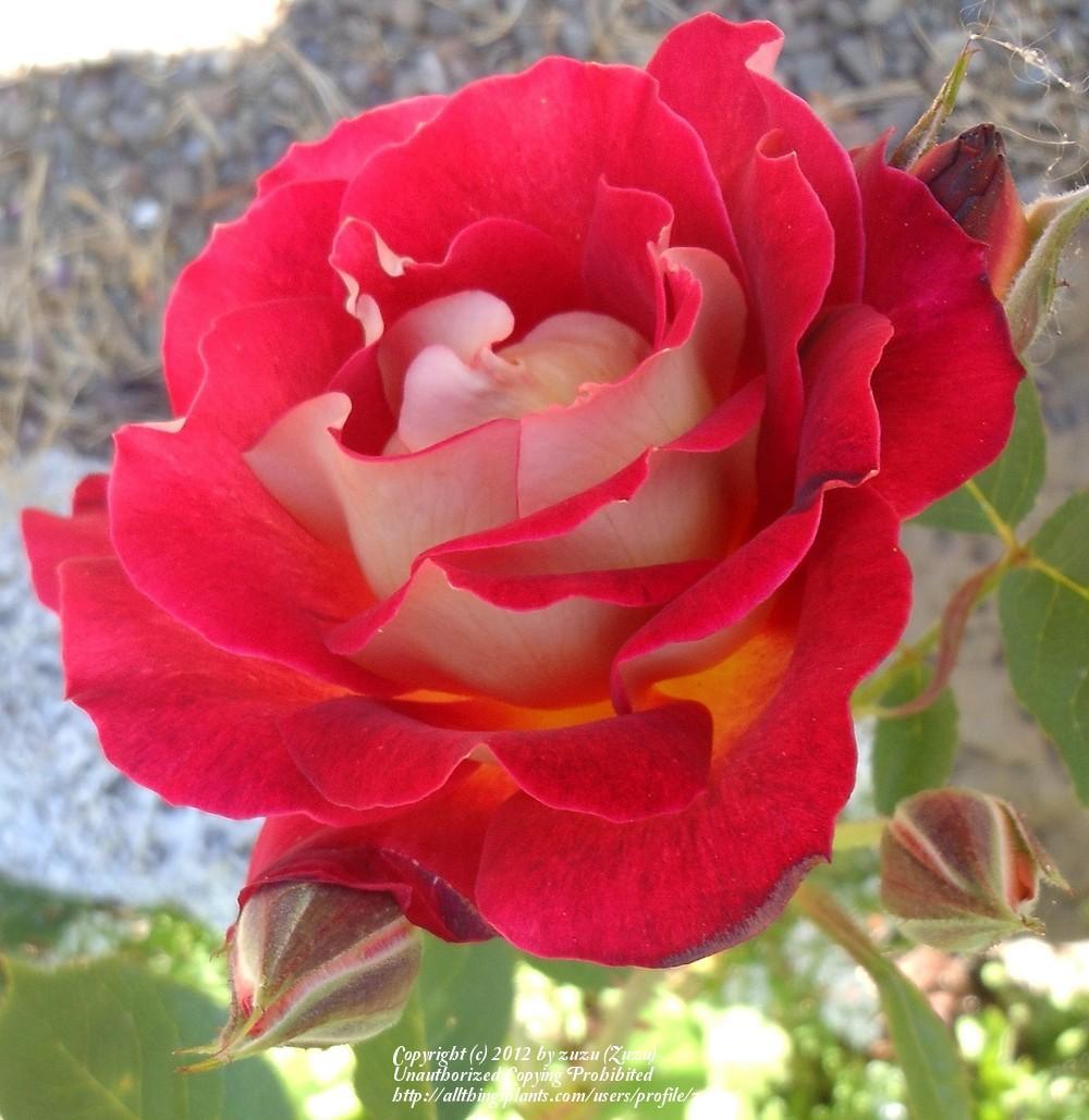 Photo of Rose (Rosa 'Ingrid') uploaded by zuzu