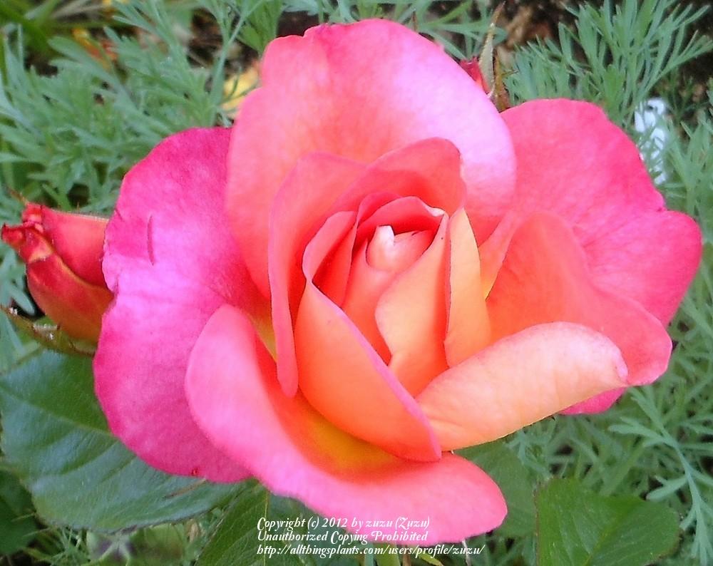 Photo of Rose (Rosa 'Gilbert Becaud') uploaded by zuzu