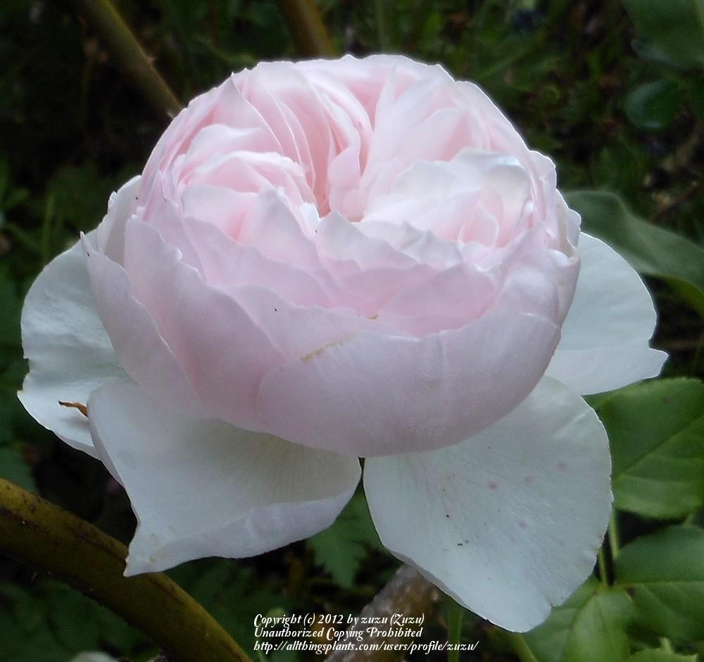Photo of Rose (Rosa 'Heritage') uploaded by zuzu