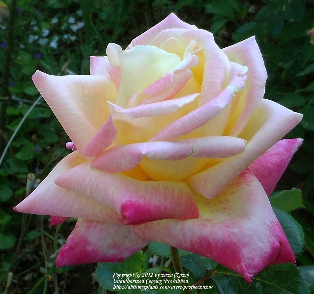 Photo of Rose (Rosa 'Hondo') uploaded by zuzu