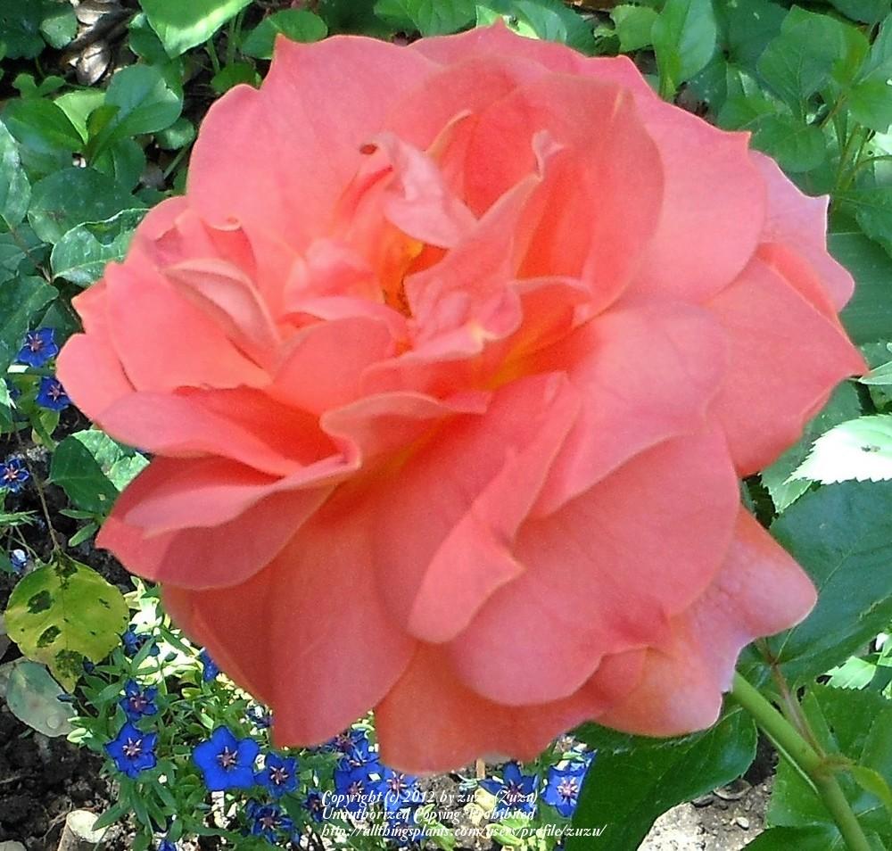 Photo of Rose (Rosa 'J&P Sangria') uploaded by zuzu