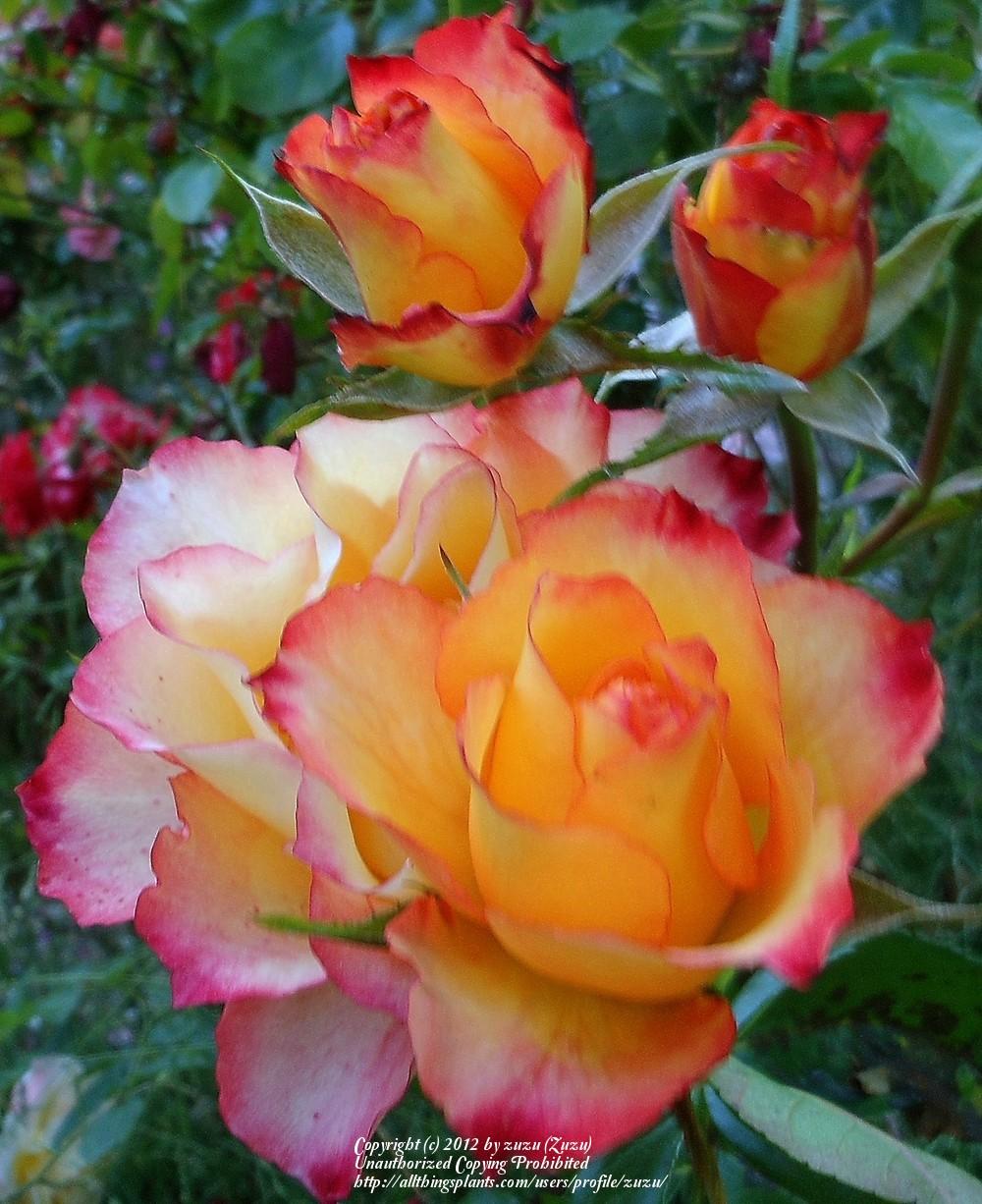 Photo of Rose (Rosa 'Flamenco 2000') uploaded by zuzu
