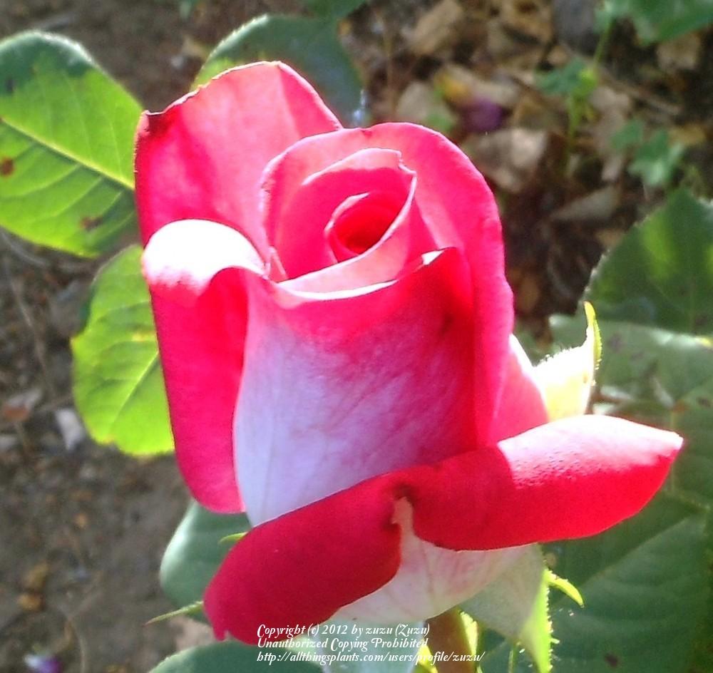 Photo of Hybrid Tea Rose (Rosa 'Charlies Rose') uploaded by zuzu