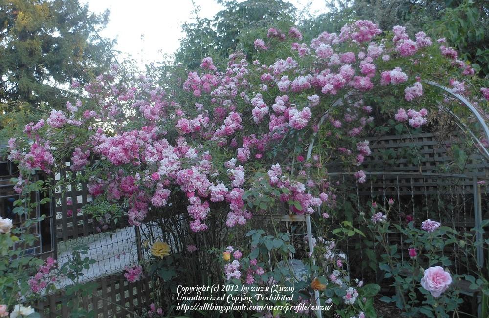 Photo of Rambling Rose (Rosa 'Dorothy Perkins') uploaded by zuzu