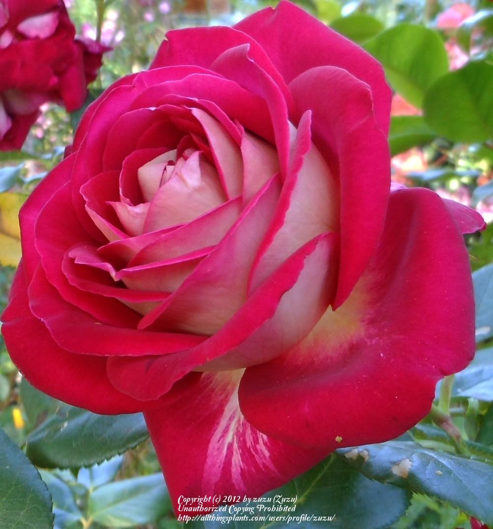 Photo of Rose (Rosa 'Castilian') uploaded by zuzu