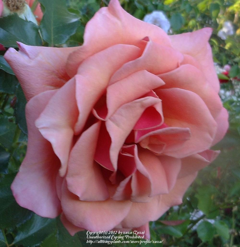 Photo of Rose (Rosa 'Ann Henderson') uploaded by zuzu