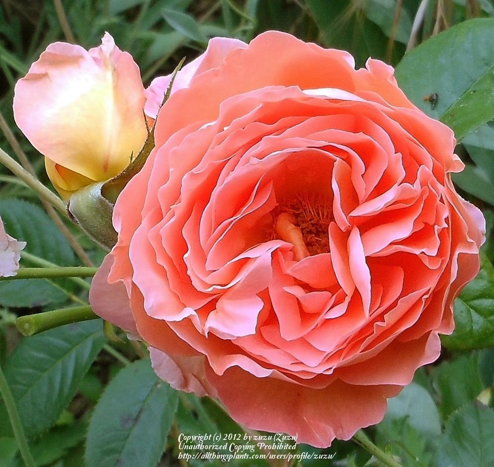 Photo of Rose (Rosa 'Belvedere') uploaded by zuzu