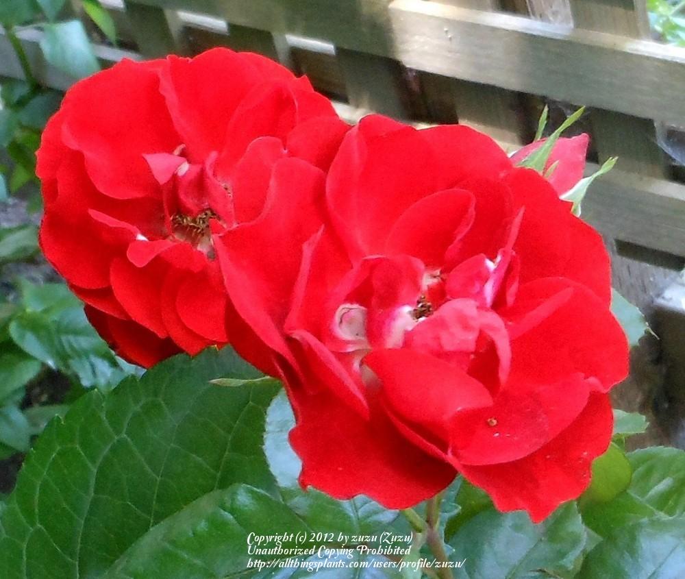 Photo of Rose (Rosa 'Orange Crush') uploaded by zuzu
