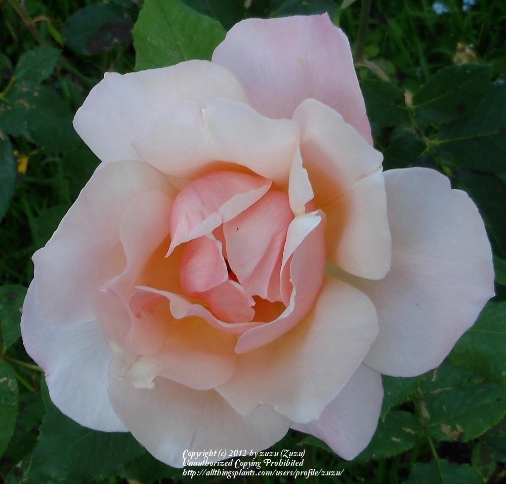 Photo of Rose (Rosa 'Gruss an Coburg') uploaded by zuzu