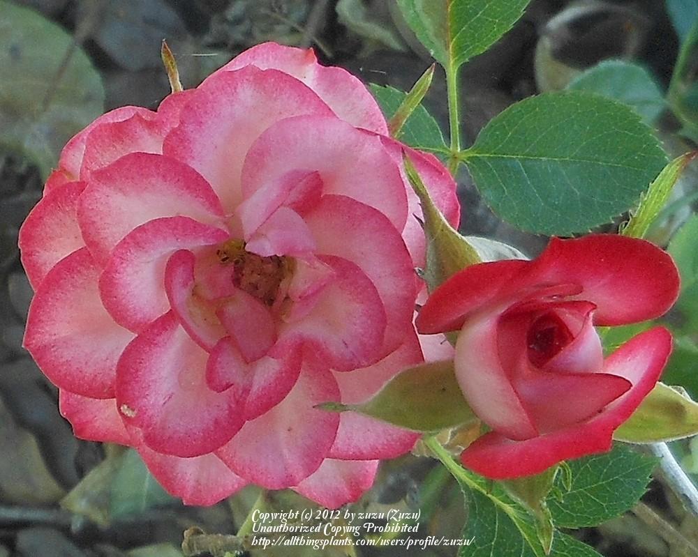 Photo of Rose (Rosa 'Boomerang') uploaded by zuzu