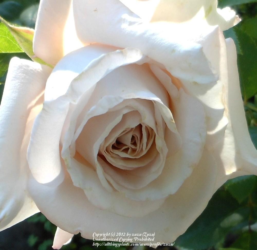Photo of Rose (Rosa 'Creme Caramel') uploaded by zuzu