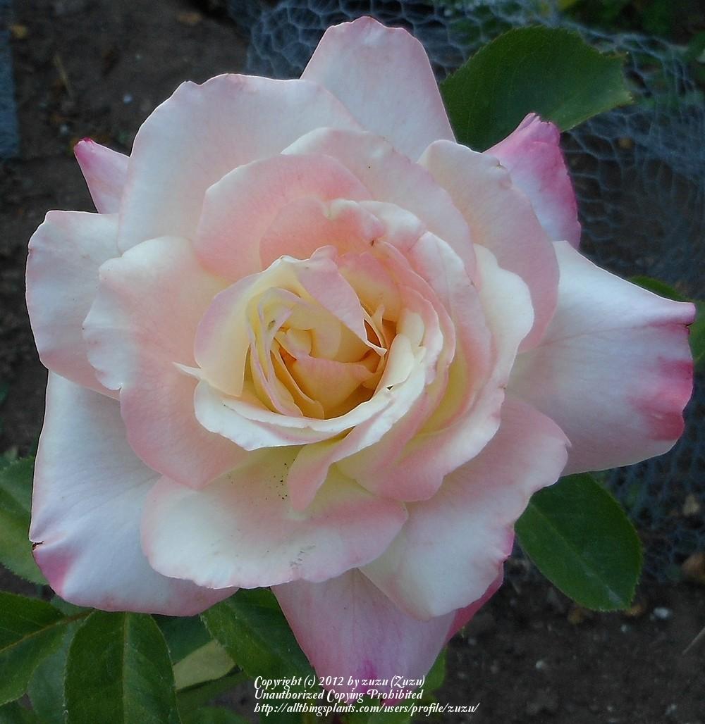 Photo of Rose (Rosa 'Cherry-Vanilla') uploaded by zuzu