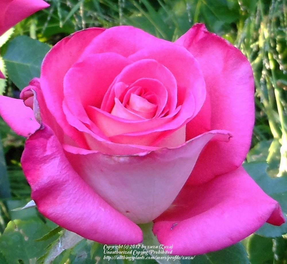Photo of Rose (Rosa 'Bolivar') uploaded by zuzu