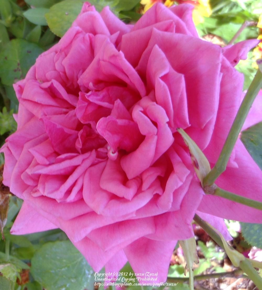 Photo of Rose (Rosa 'Curly Pink') uploaded by zuzu