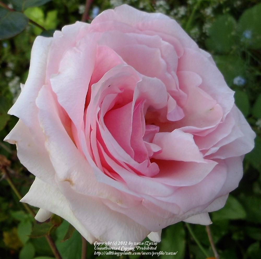 Photo of Rose (Rosa 'Hawkeye Belle') uploaded by zuzu