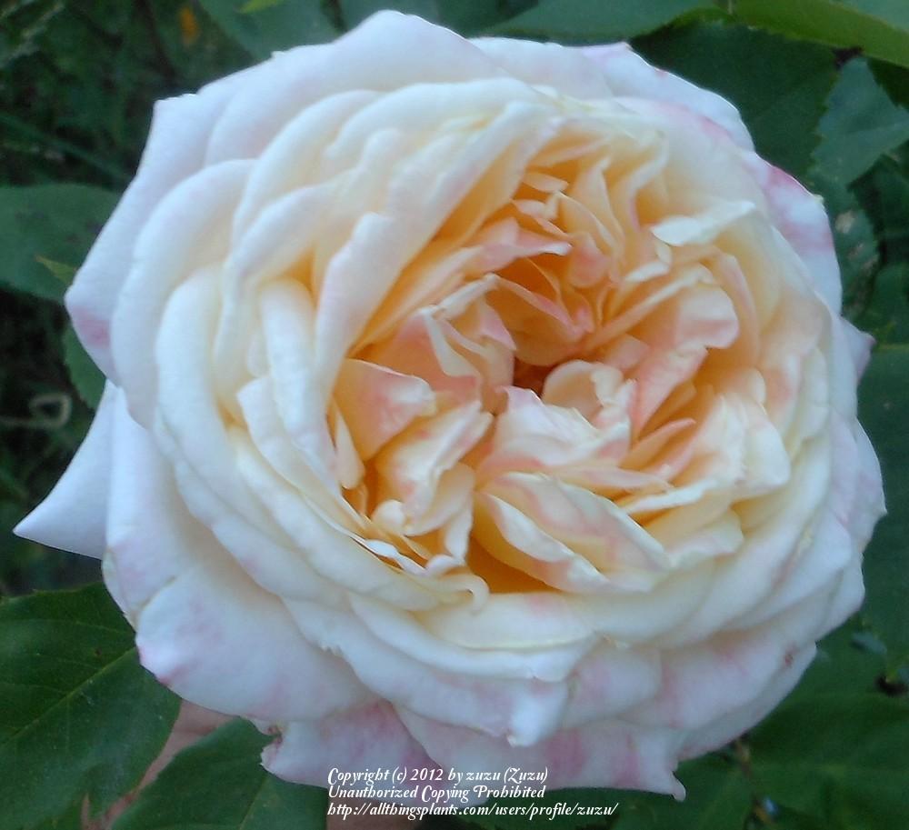 Photo of Rose (Rosa 'Beryl Bach') uploaded by zuzu