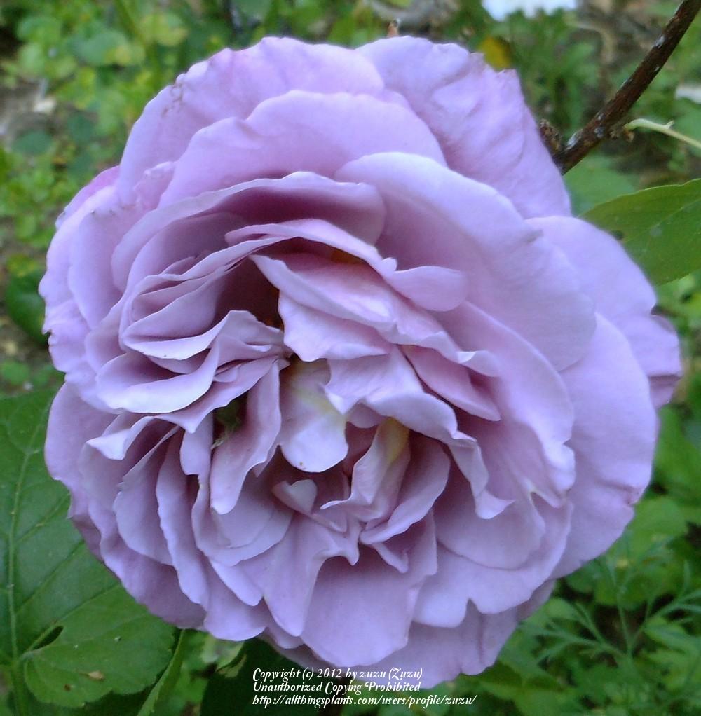 Photo of Rose (Rosa 'Bering Renaissance') uploaded by zuzu