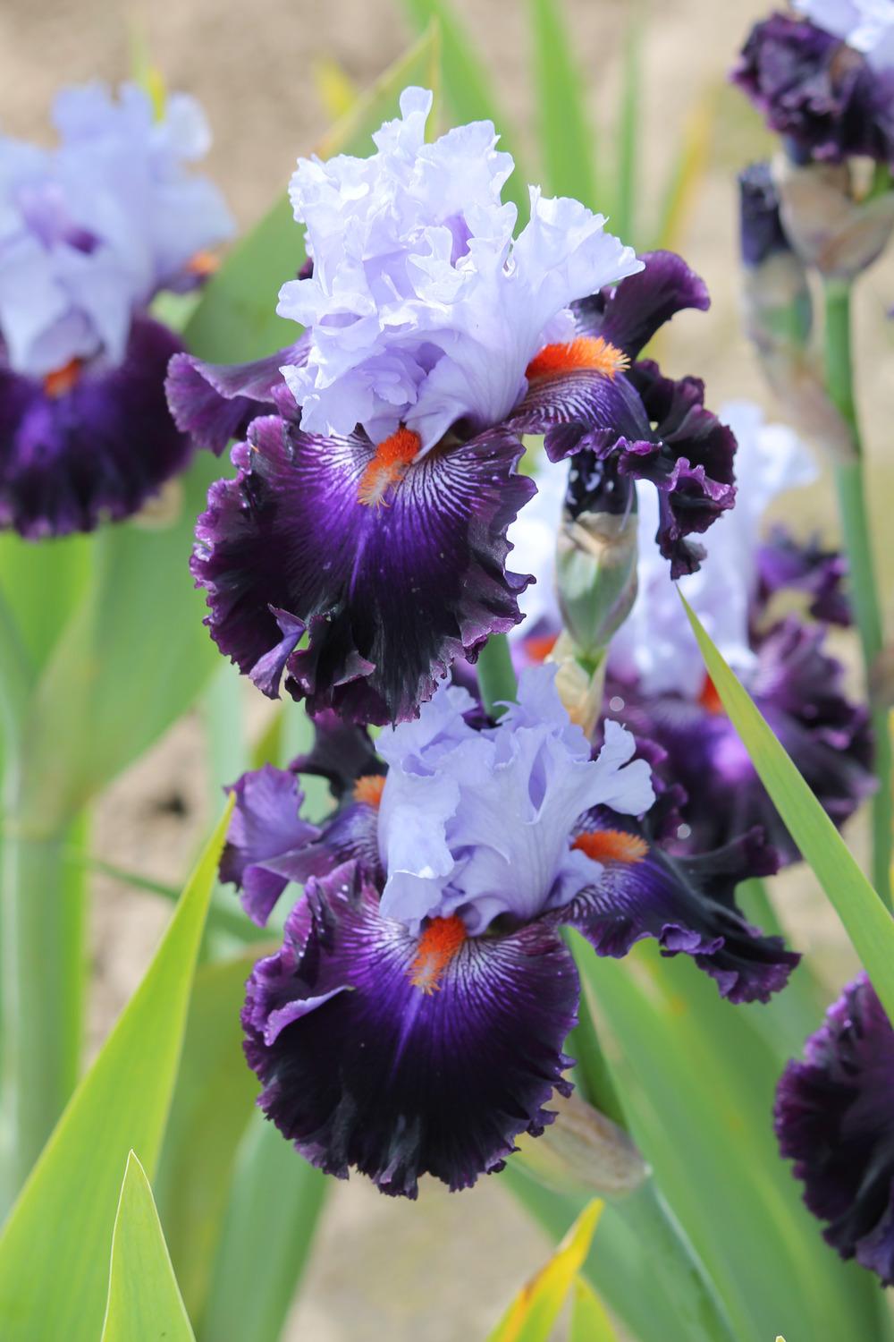 Photo of Tall Bearded Iris (Iris 'Honourable Lord') uploaded by ARUBA1334