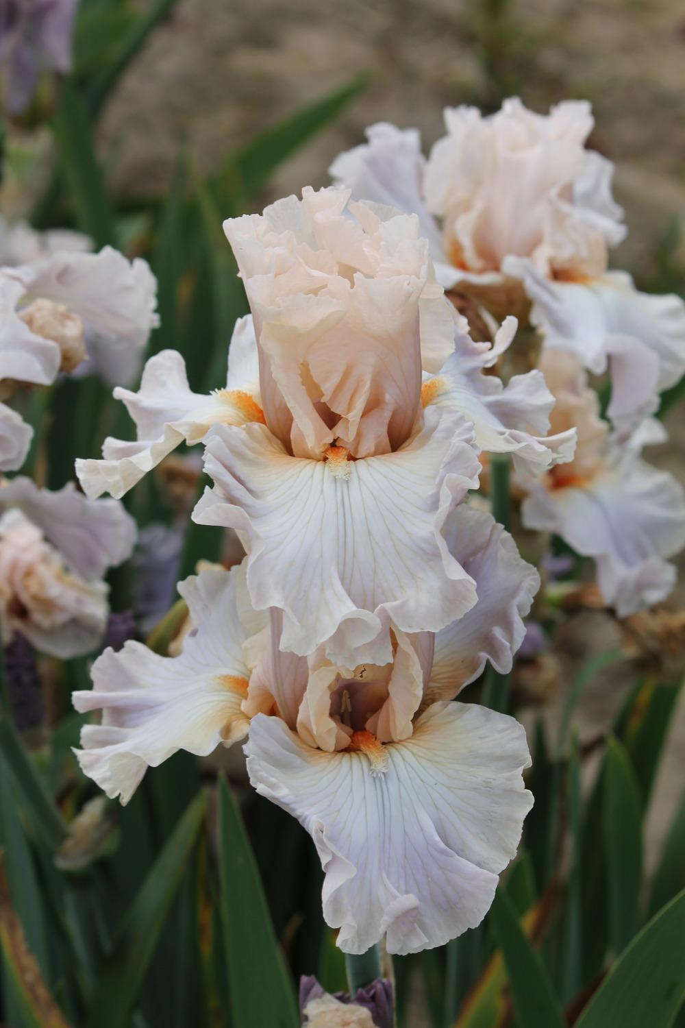 Photo of Tall Bearded Iris (Iris 'I Hope You Dance') uploaded by ARUBA1334